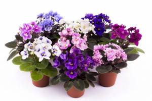 Раскраска цветы комнатные #25 #174059