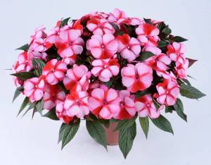 Раскраска цветы комнатные #28 #174062