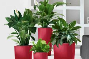 Раскраска цветы комнатные #36 #174070