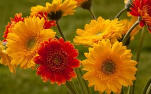 Раскраска цветы красивые #3 #174075