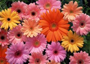 Раскраска цветы красивые крупные #4 #174114