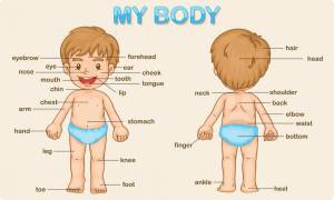 Раскраска части тела человека для детей #9 #175342