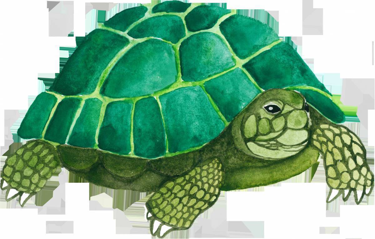 картинки зеленой черепахи
