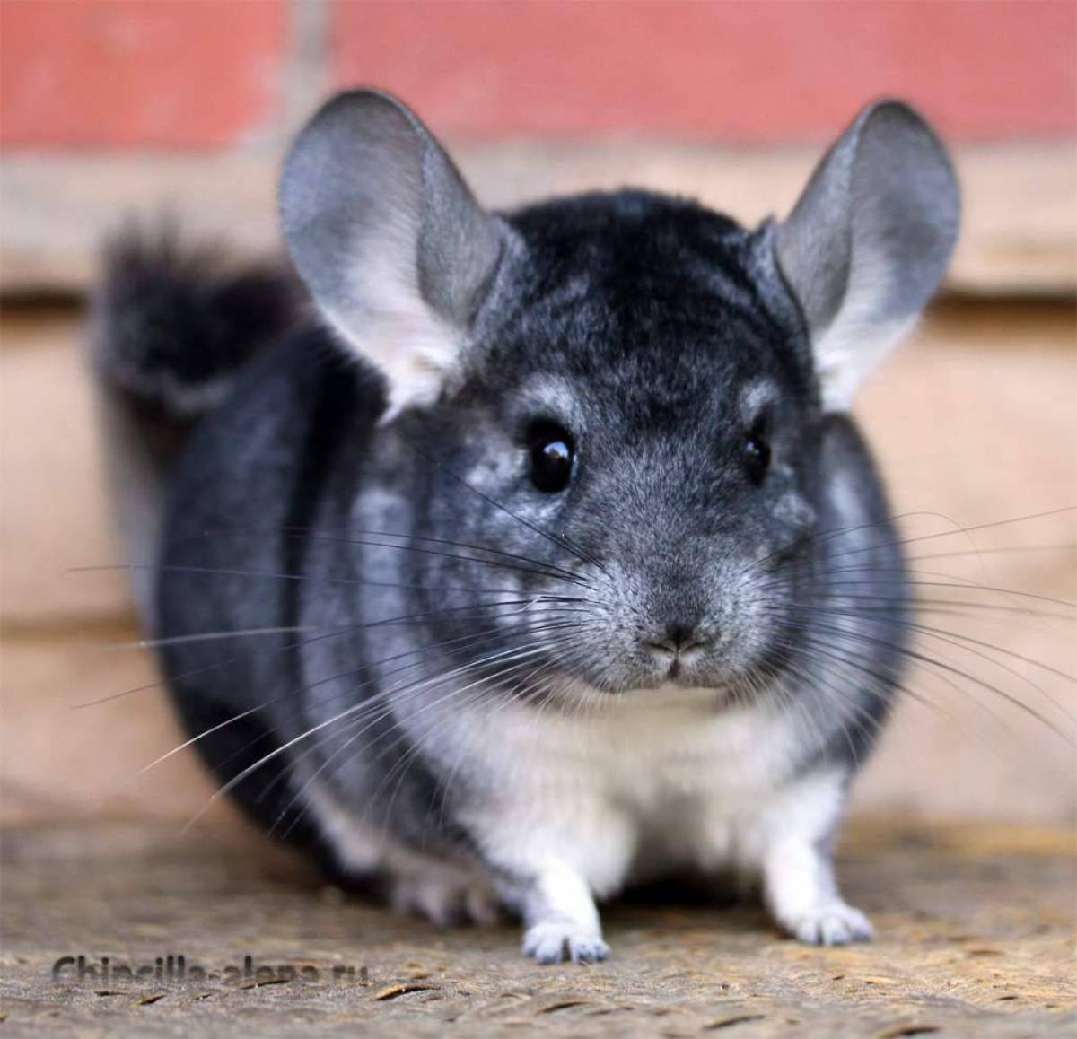 Шиншилла южная америка. Клетка для шиншиллы. Клетки для шиншилл фото. Шиншилла серая. Шинять.