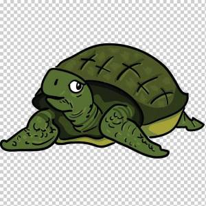Раскраска черепаха для детей #5 #176641