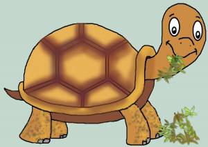 Раскраска черепаха для детей #17 #176653