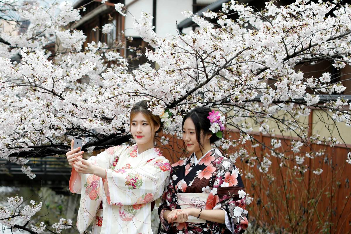 Как называют девушку в японии. Черри блоссом в кимоно. Сакура в кимоно. Япония Сакура гейша. Киото Япония цветение Сакуры.