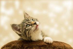 Раскраска cat #23 #187701