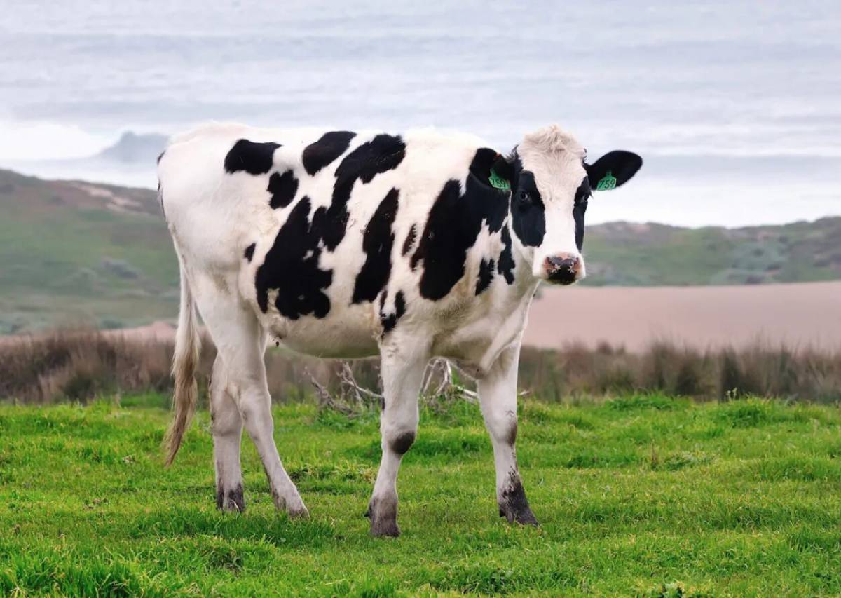 Cow #7