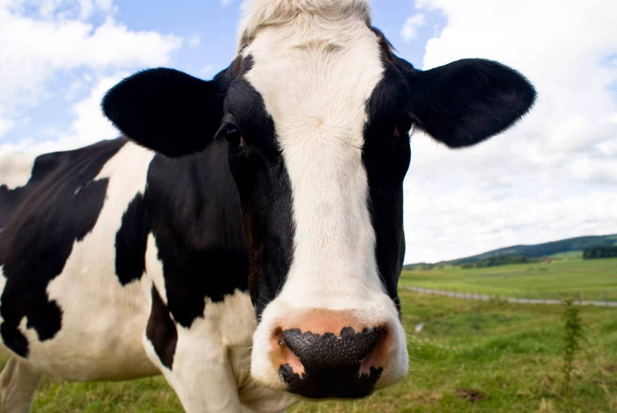 Cow #8