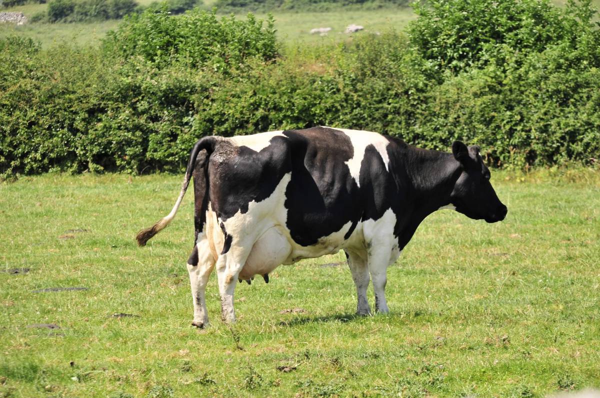 Cow #9