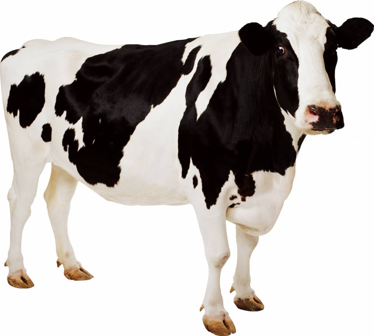 Cow #17