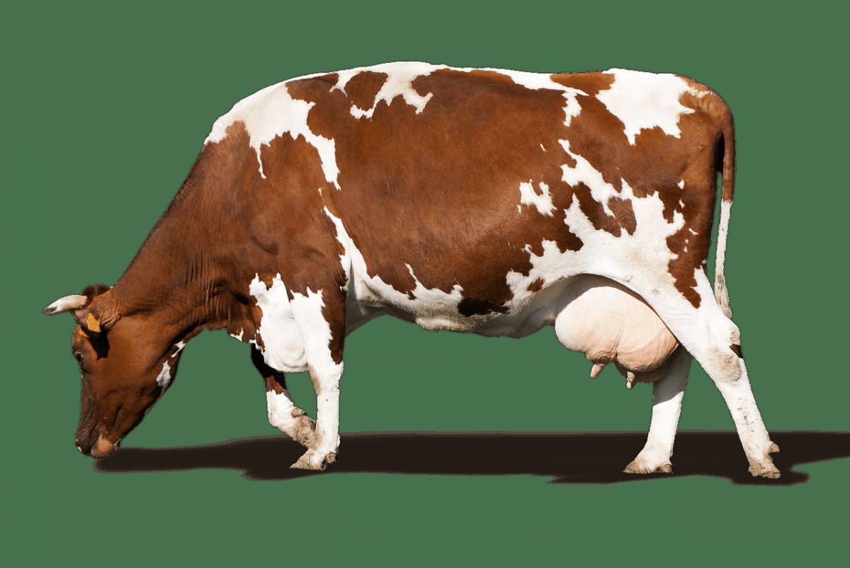 Cow #31