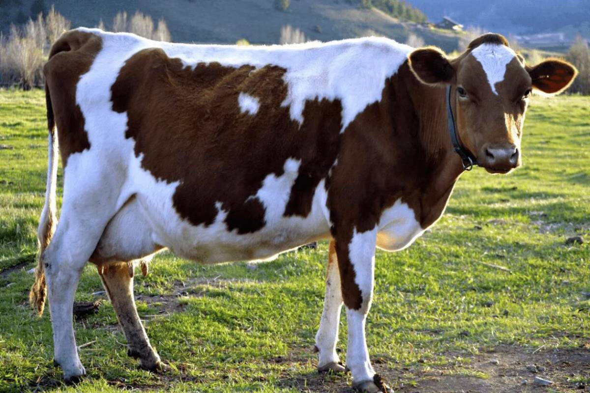 Cow #33