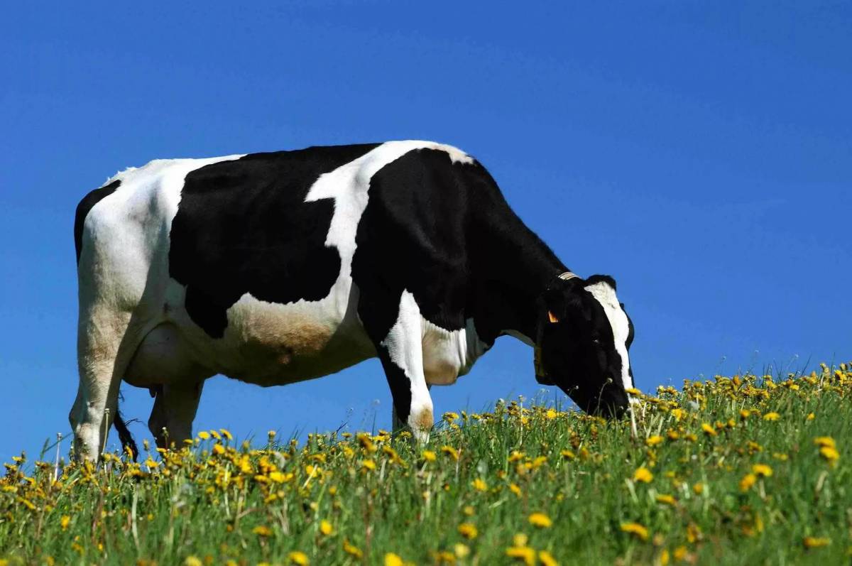 Cow #37