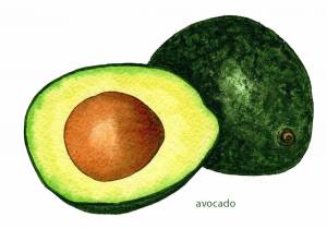 Раскраска авокадо для детей #21 #194461