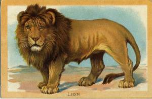 Раскраска лев для детей #13 #19541