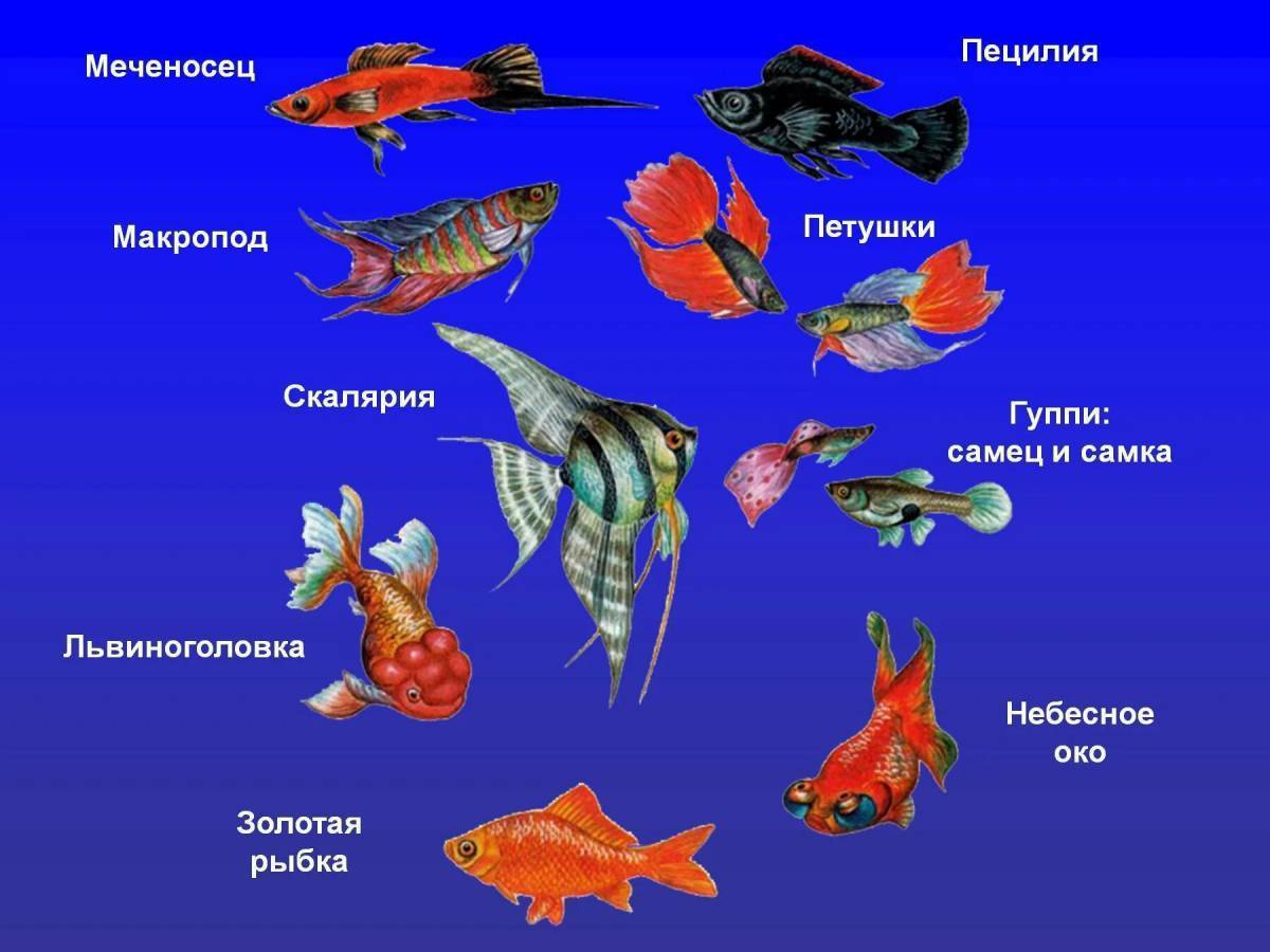 Аквариумные рыбки для дошкольников. Аквариумные рыбки названия. Аквариумные рыбы и их названия. Название рыбок в аквариуме. Аквариумные рыбки для начинающих названия.