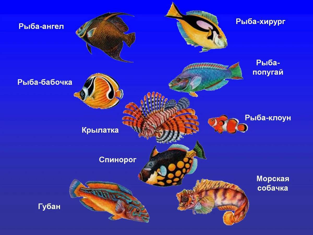 Морские рыбы. Морская рыба названия. Морские рыбки названия. Тема Пресноводные и аквариумные рыбы.