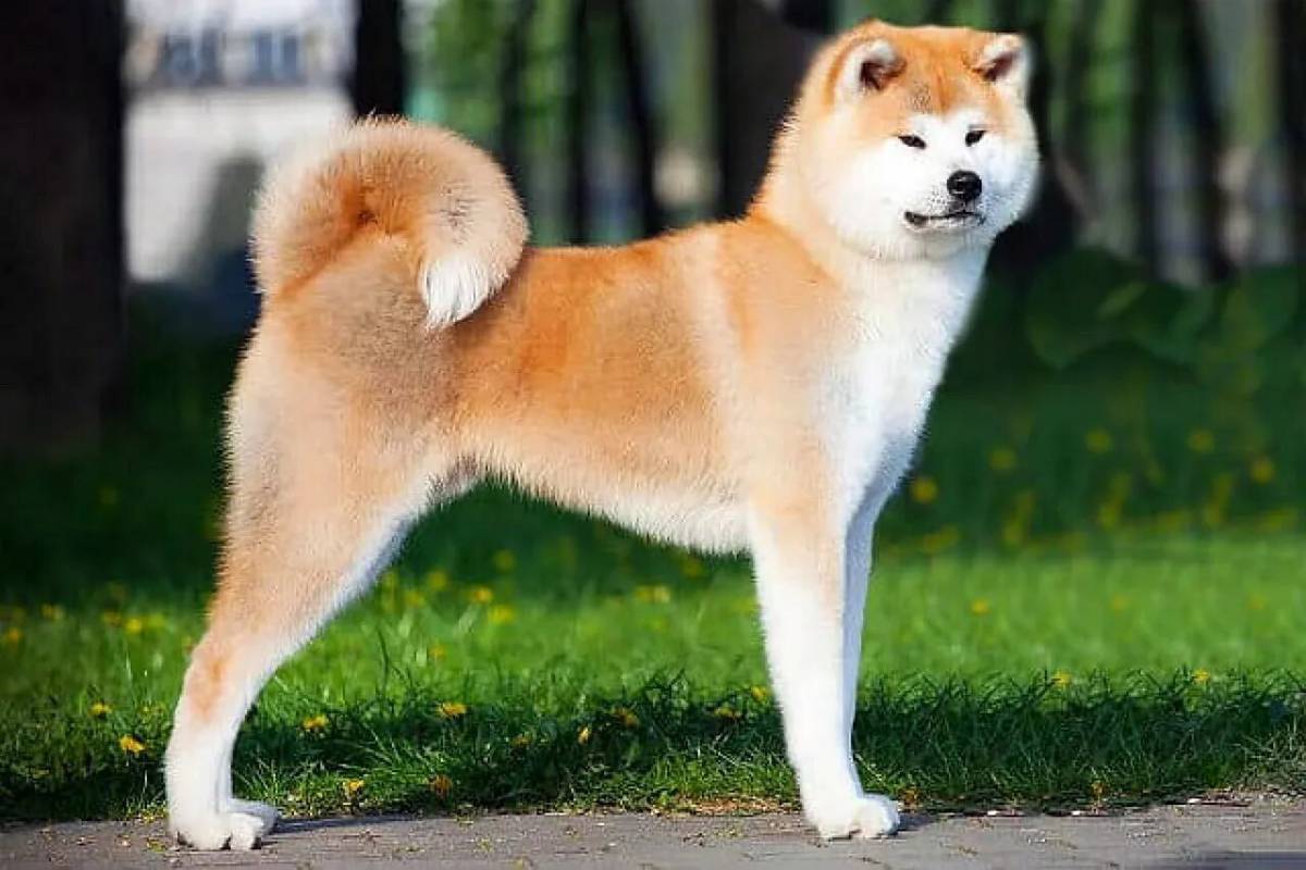 Собака япония акита. Акита-ину. Порода Акита ину. Японская собака Акита ину. Аккитта и ну.