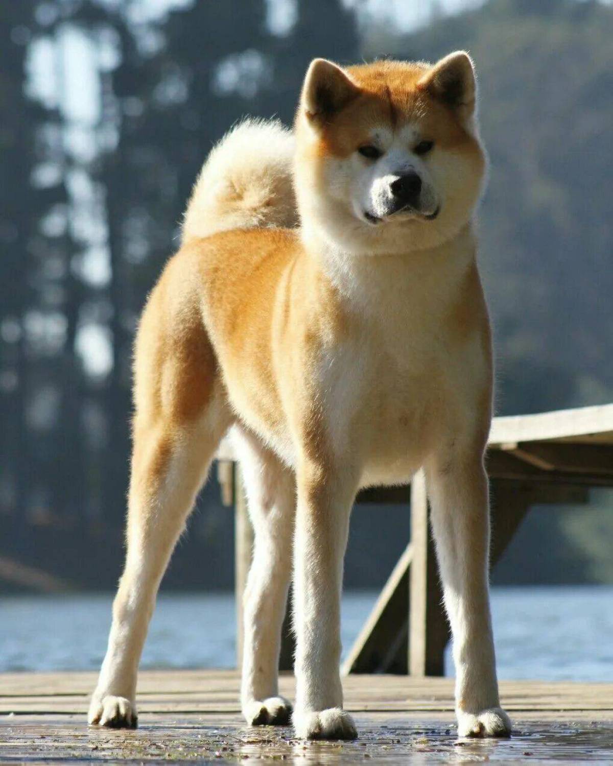 Собака похожая на акиту. Акита-ину. Японская Акита ину. Акита-ину (японская Акита). Аки Таиун.