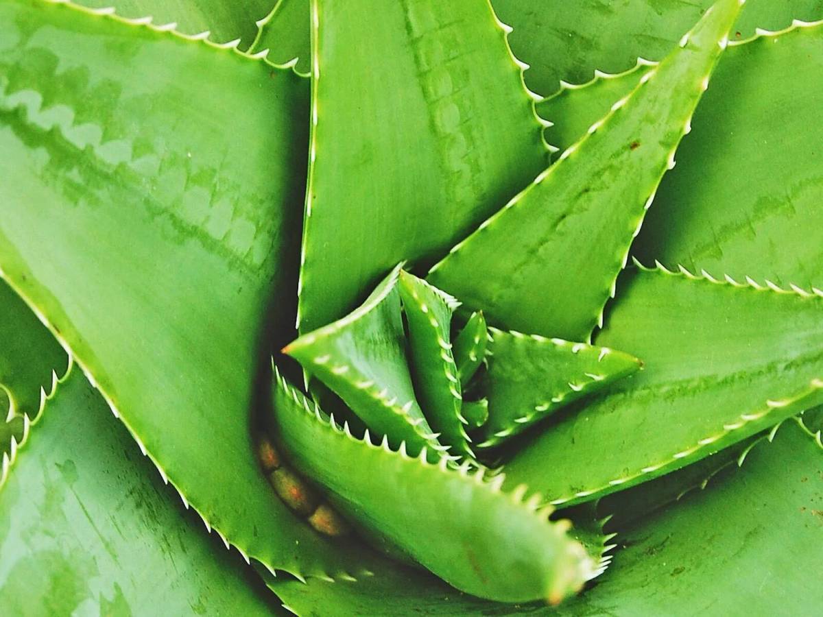 Зеленое алоэ. Алоэ (Aloe Vera).