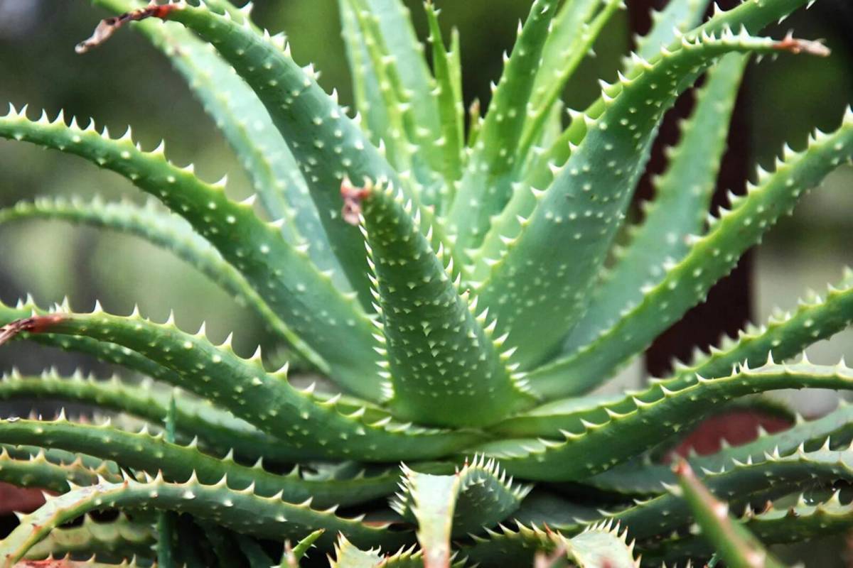 Алоэ древовидное столетник. Алоэ arborescens. Алоэ древовидное (столетник) Aloe arborescens.