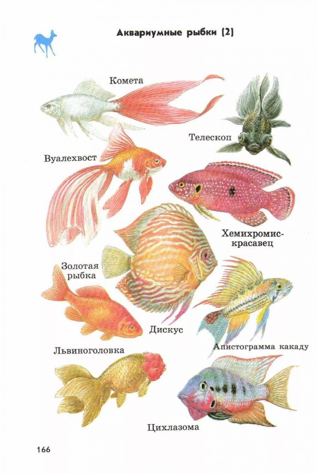 Аквариумные рыбки для детей #17