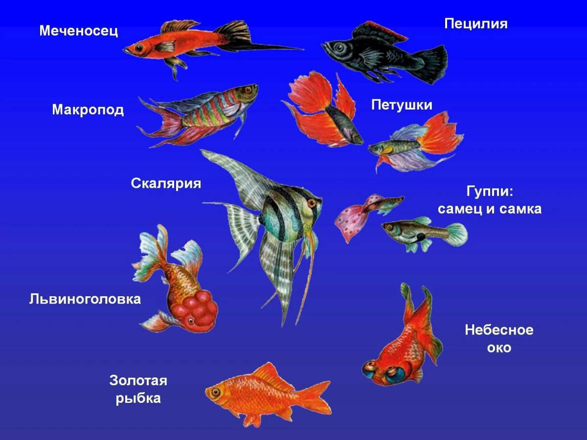 аквариумные рыбки виды таблица с фото