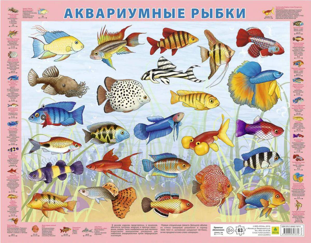 Аквариумные рыбки с названиями для детей #1