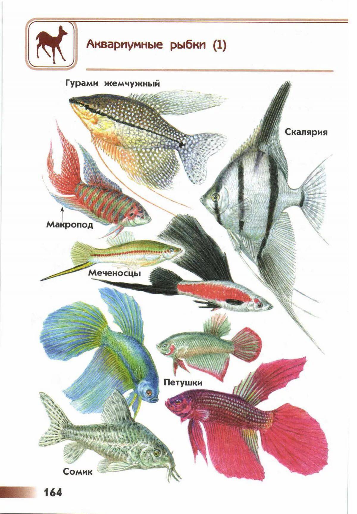Аквариумные рыбки с названиями для детей #3