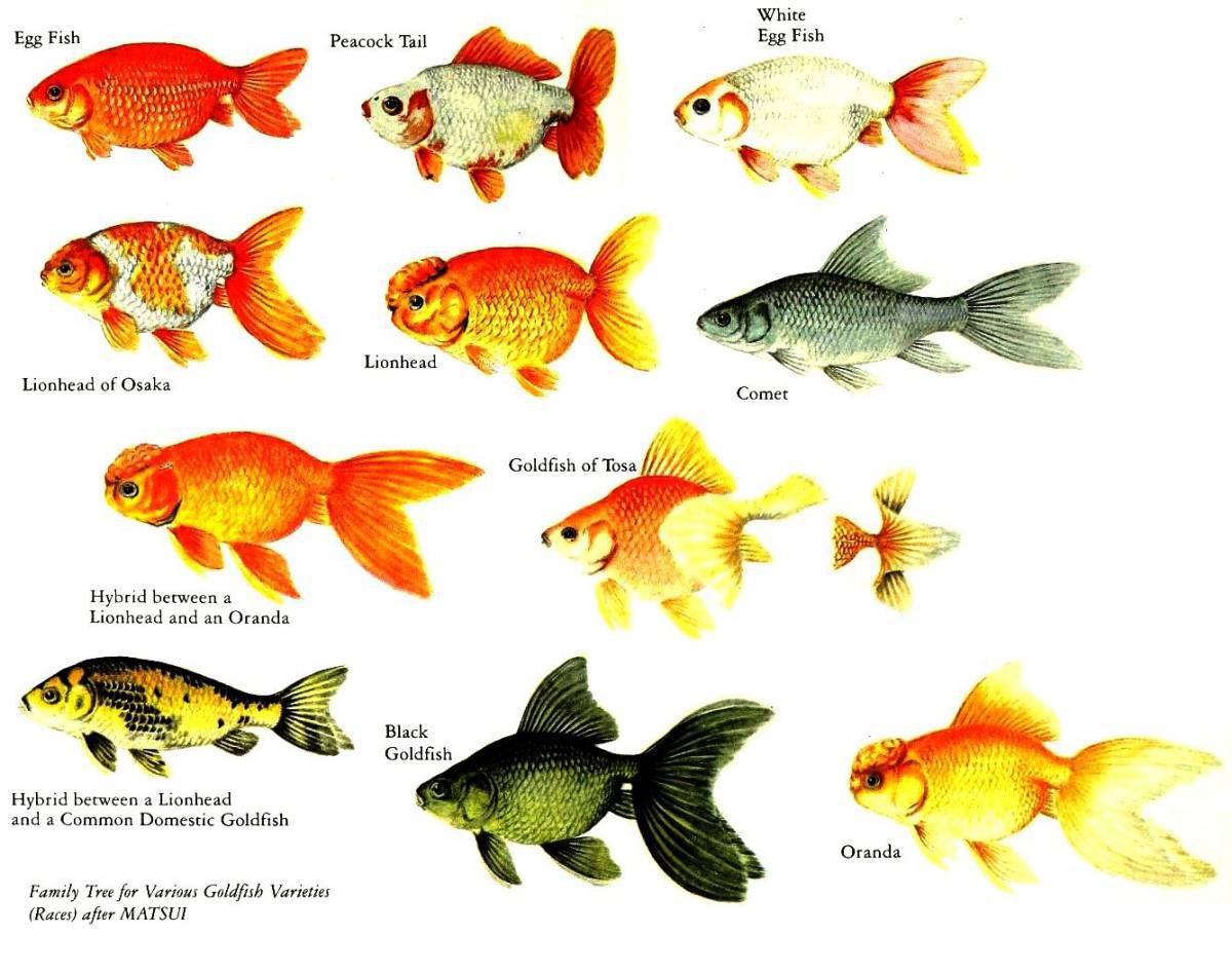 Аквариумные рыбки с названиями для детей #8