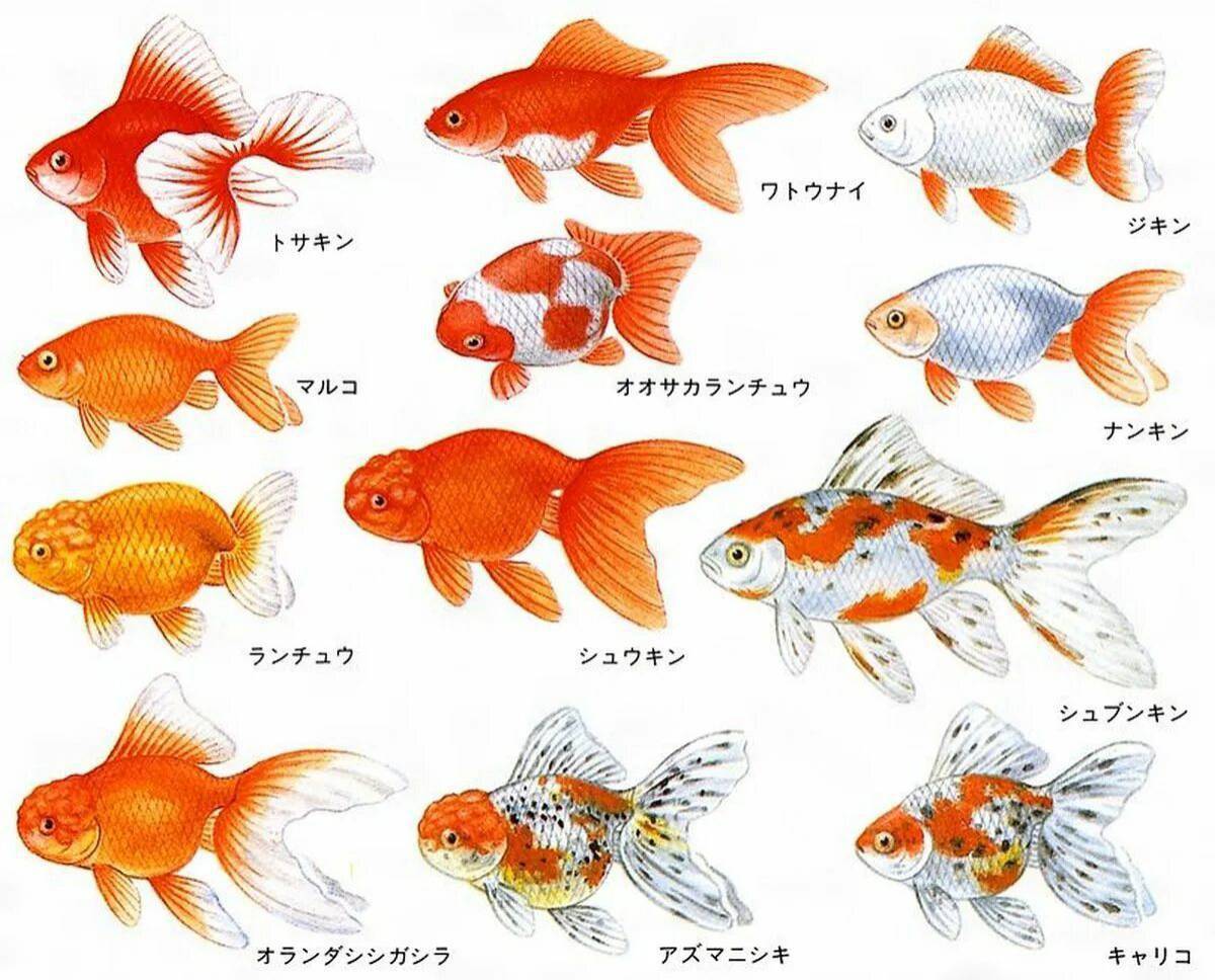 Аквариумные рыбки с названиями для детей #11
