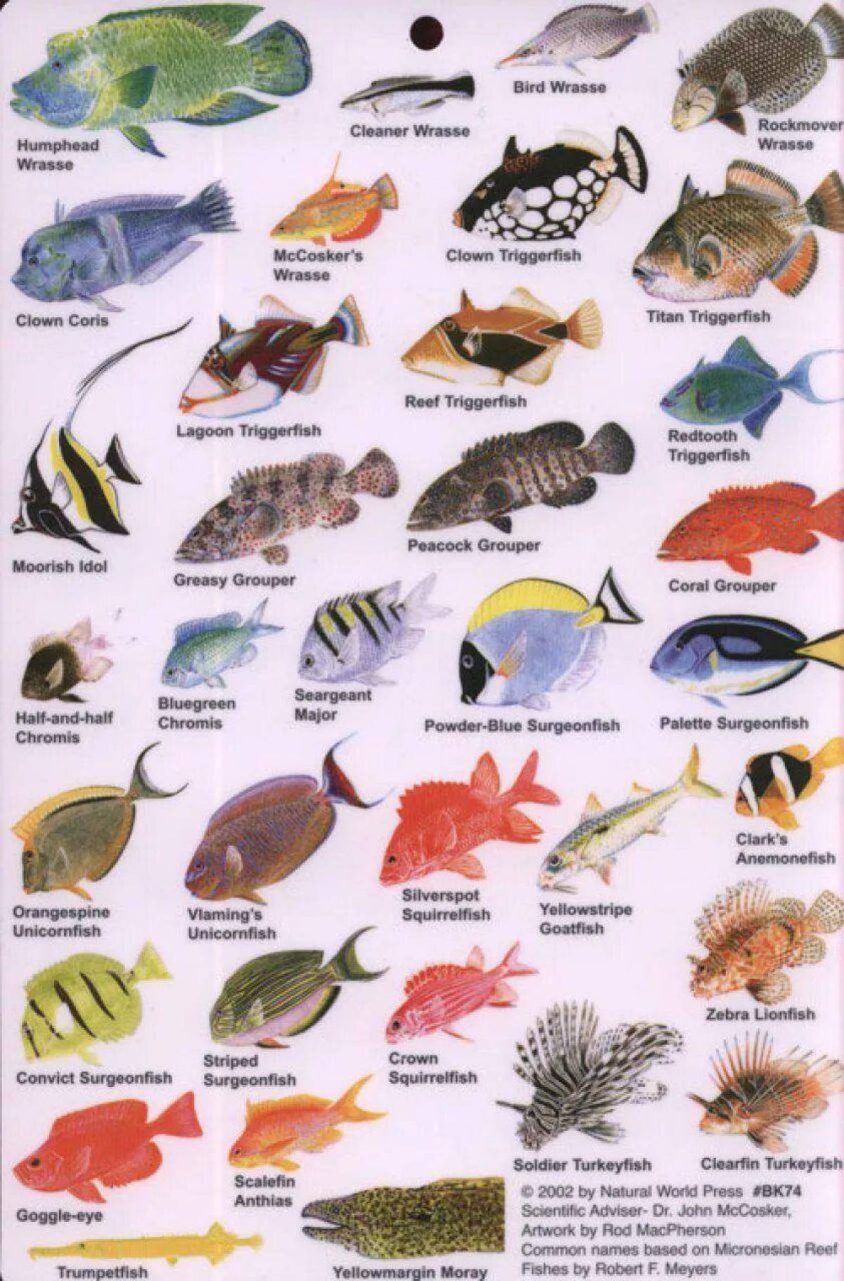 Аквариумные рыбки с названиями для детей #25