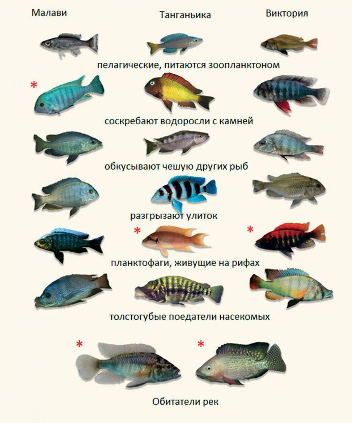 Аквариумные рыбки с названиями для детей #27