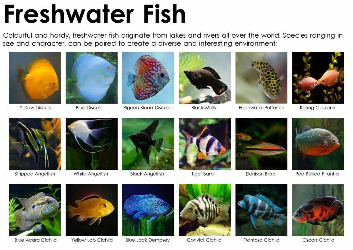 Аквариумные рыбки с названиями для детей #29