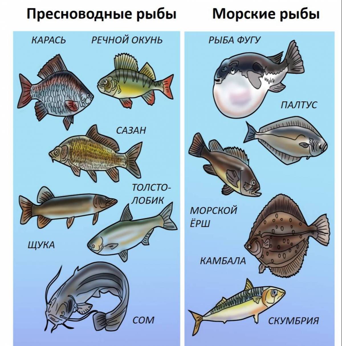 какие бывают рыбы в море