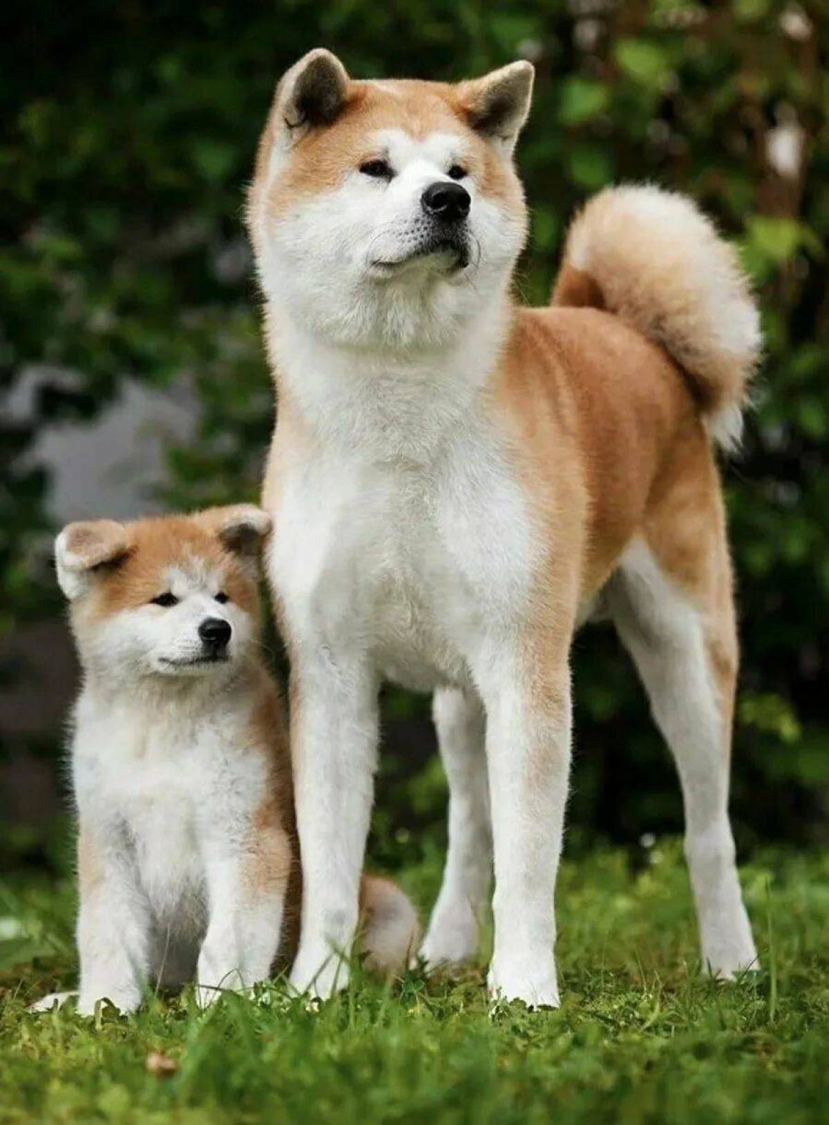 японские собаки фото маленькие