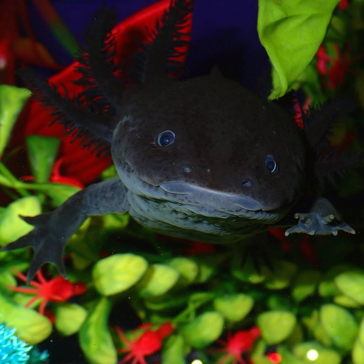 Axolotl black dota фото 81