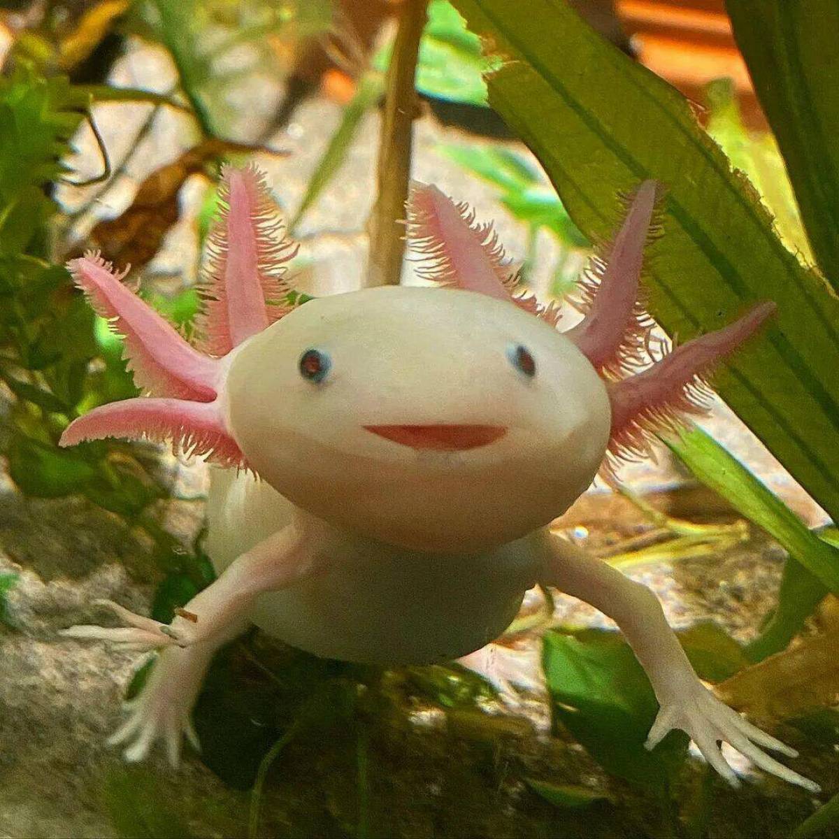 Axolotl black dota фото 94