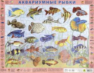 Раскраска аквариумные рыбки для детей #1 #196603