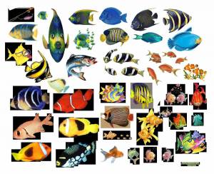 Раскраска аквариумные рыбки для детей #22 #196624