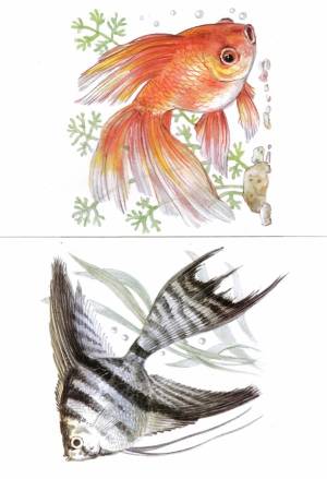 Раскраска аквариумные рыбки для детей #24 #196626
