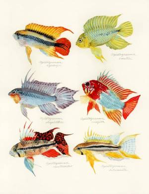 Раскраска аквариумные рыбки для детей #32 #196634