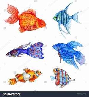 Раскраска аквариумные рыбки для детей #35 #196637