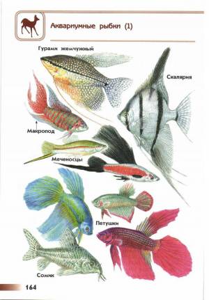 Раскраска аквариумные рыбки с названиями для детей #3 #196644