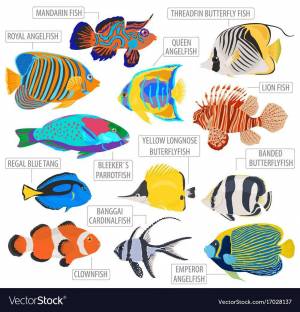Раскраска аквариумные рыбки с названиями для детей #10 #196651