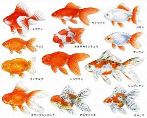 Раскраска аквариумные рыбки с названиями для детей #11 #196652