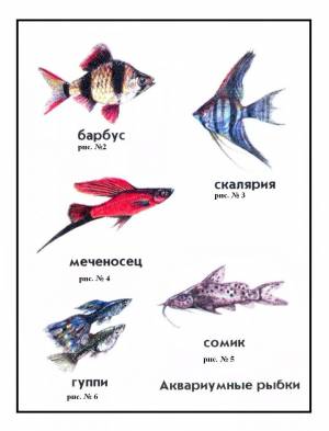 Раскраска аквариумные рыбки с названиями для детей #13 #196654
