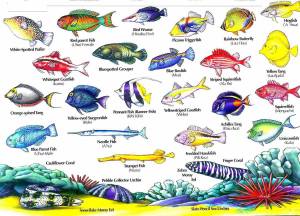 Раскраска аквариумные рыбки с названиями для детей #14 #196655